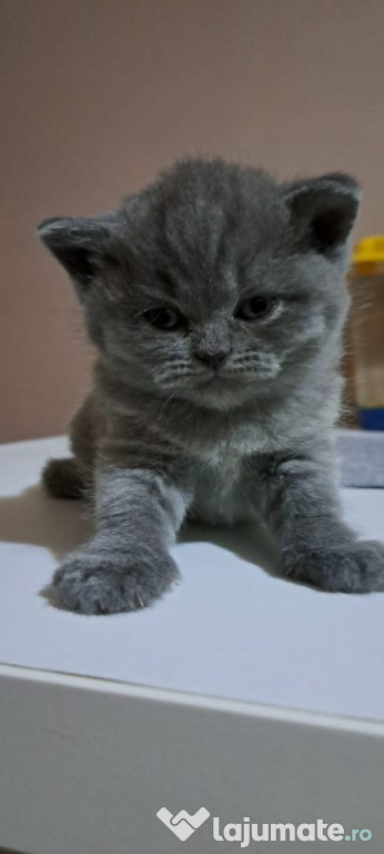 British shorthair