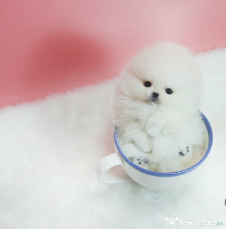 Pomeranian boo mini toy exemplare superbe