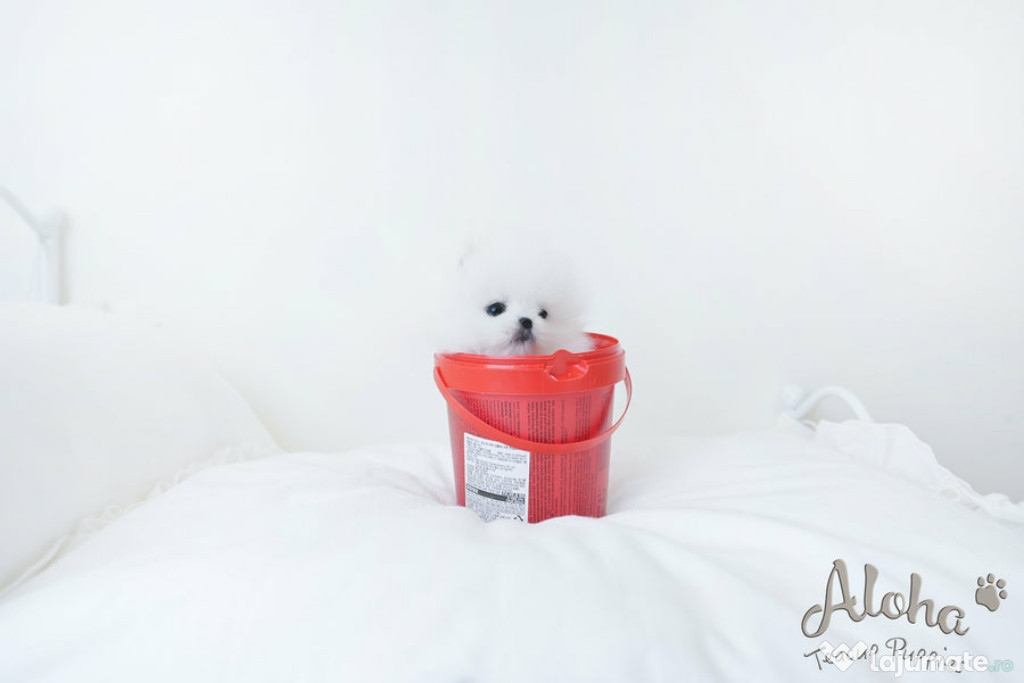 Pomeranian boo mini asigur transport