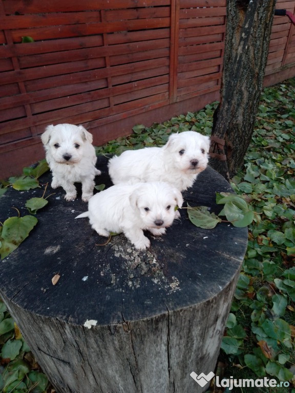 Bichon maltez, talie mica