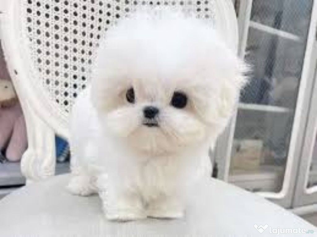 Bichon mini toy Donez