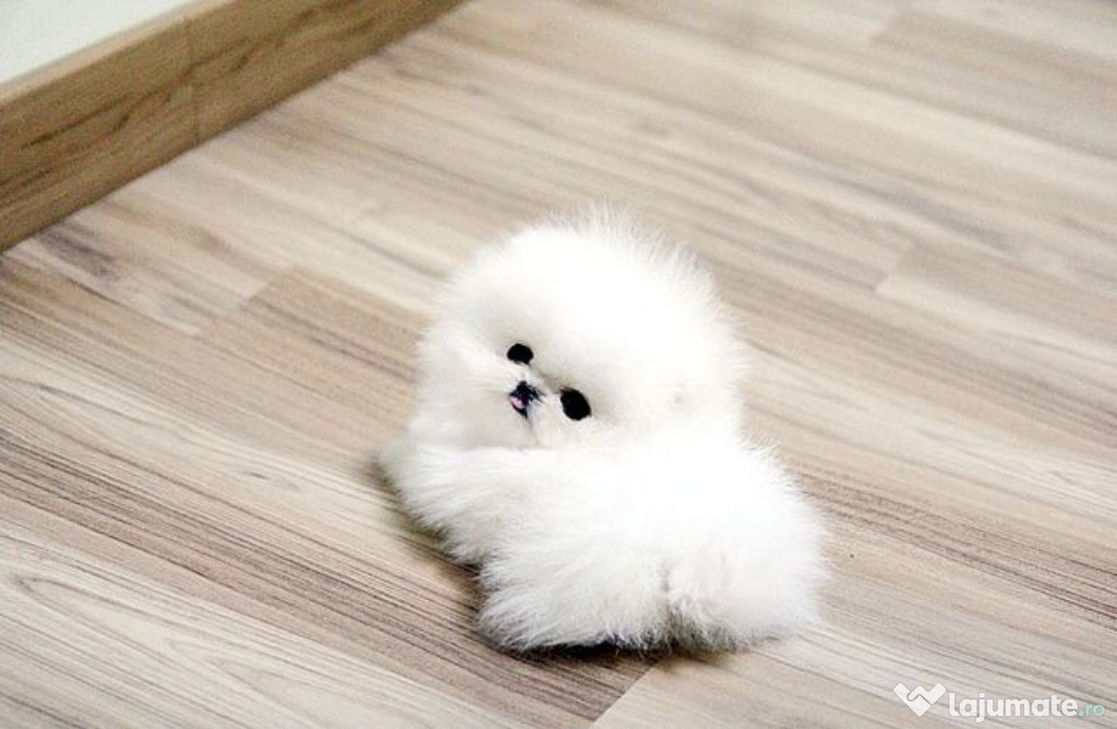 Pomeranian mini toy talie foarte micuța