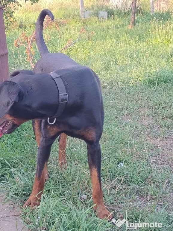 Doberman picher mascul