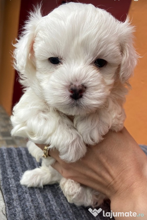 Bichoni maltese cu pedigree