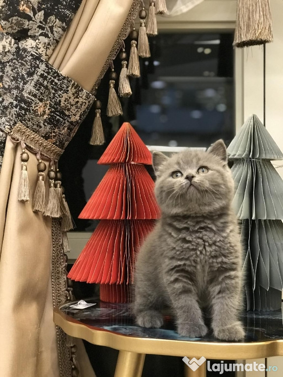 British shorthair băiețel