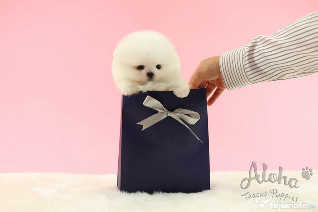 Pomeranian boo toy