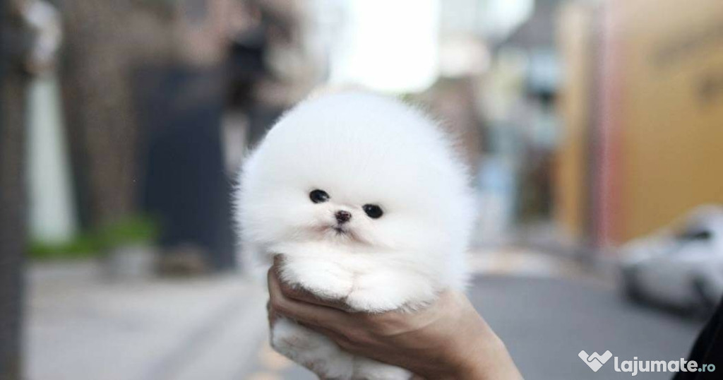 Pomeranian teeacup mini toy exemplare