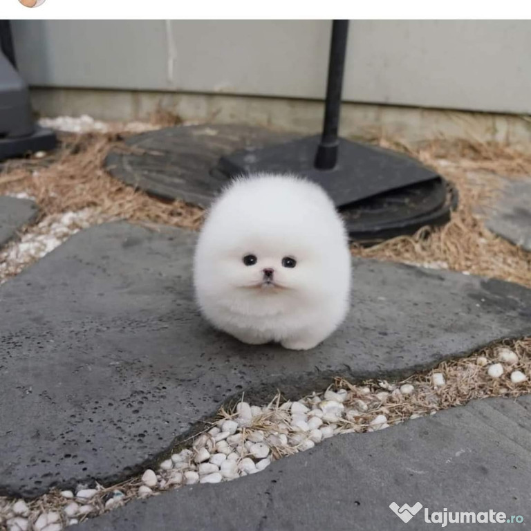 Pomeranian ursulet boo