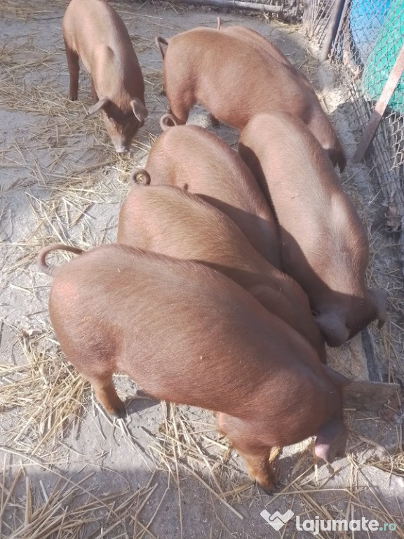 2 purcei Duroc 7 saptamani