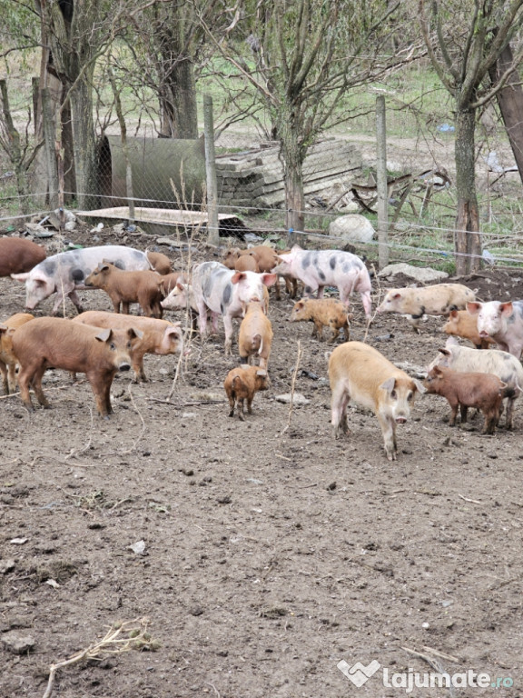 Vand porci Duroc si Pietrain