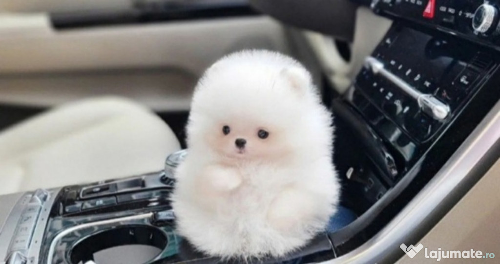 Pomeranian mini boo asigur transportul puppy de buzunar