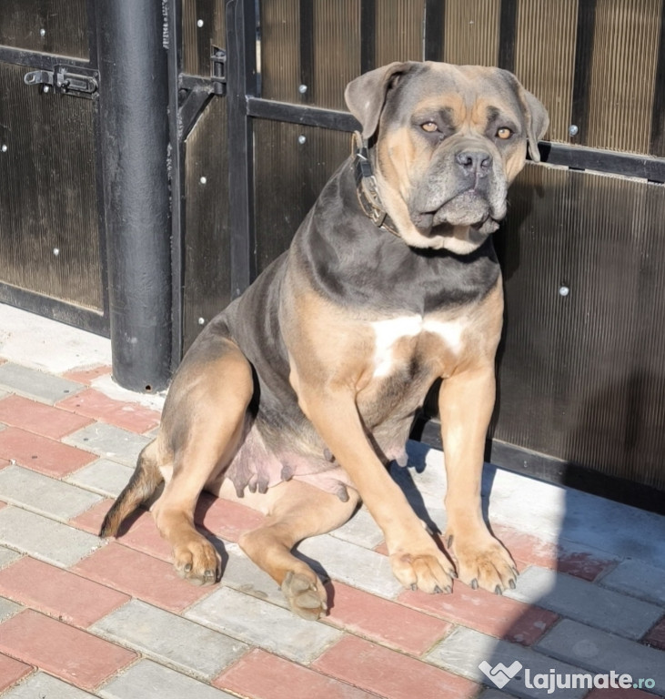 Femelă Cane Corso