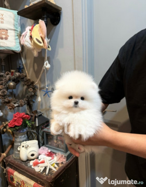 Pomeranian mini boo exemple superbe