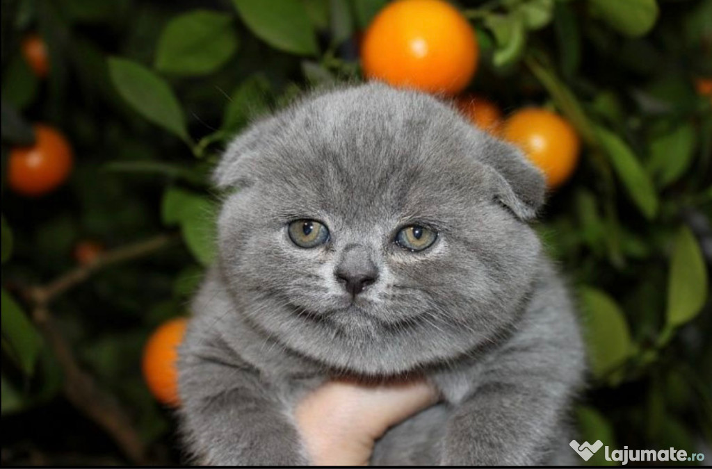 Scottish fold blue