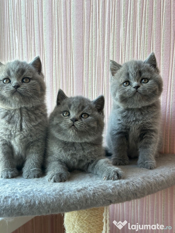 British shorthair blue