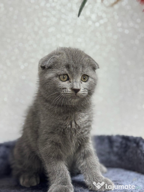 Scottish fold blue