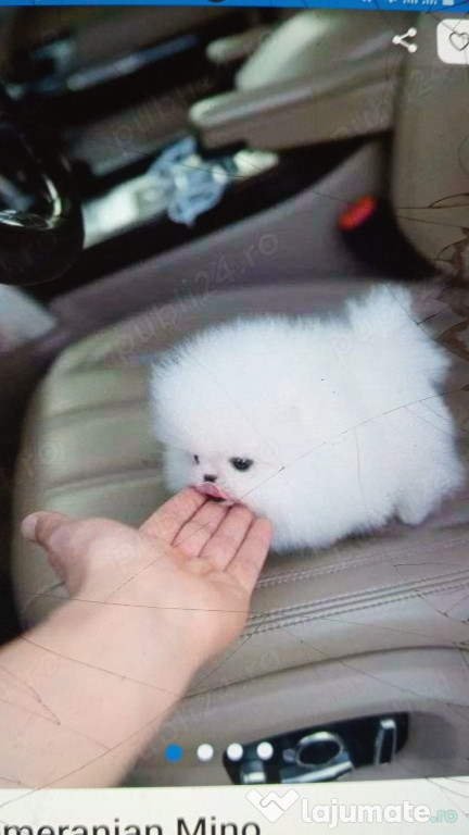 Pomeranian mini teacup boo