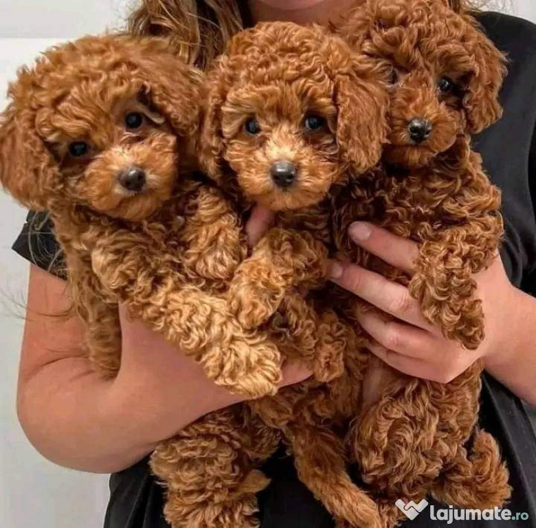 Caniche pudel Toy----- Toy Poodle