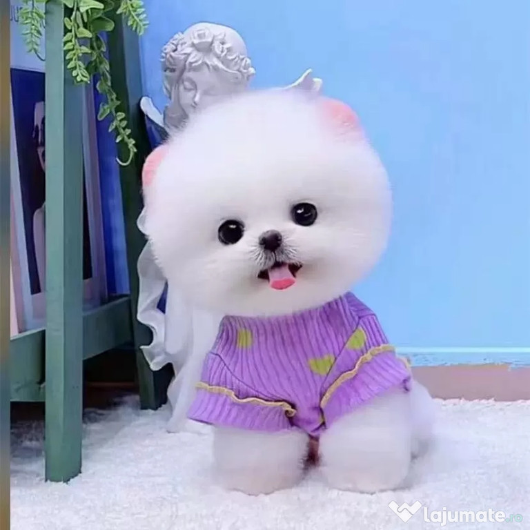 Pomeranian Mini Boo