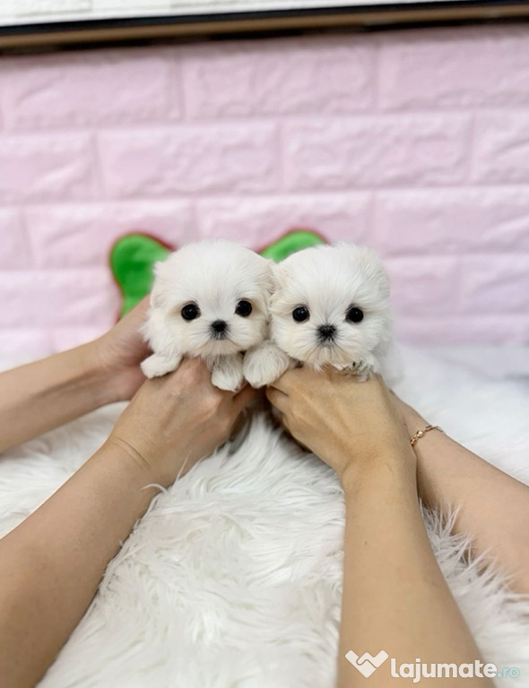 Bichon maltez mini toy