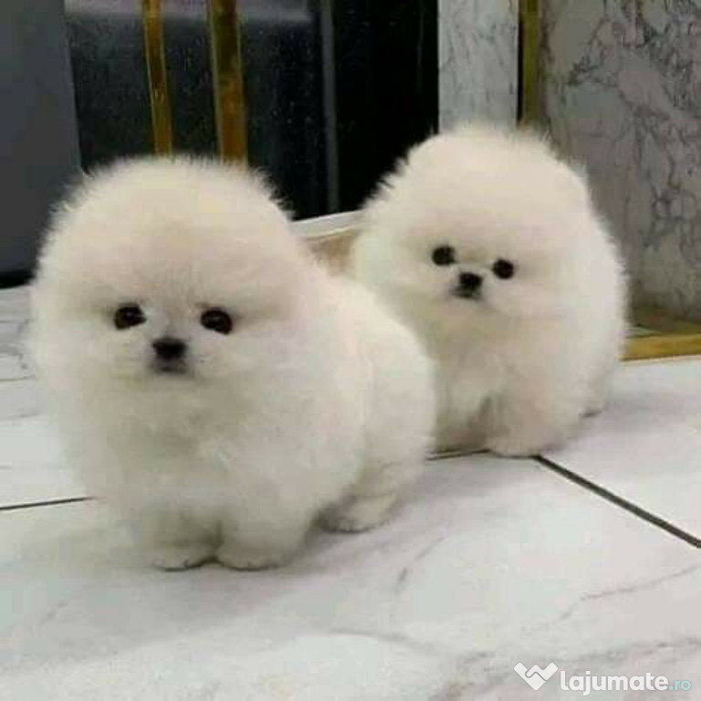 Pomeranian puppy Boo!Asigur transport!