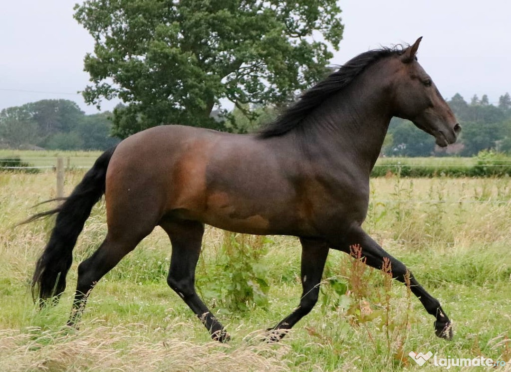 Mascul cal frizon spre adopție