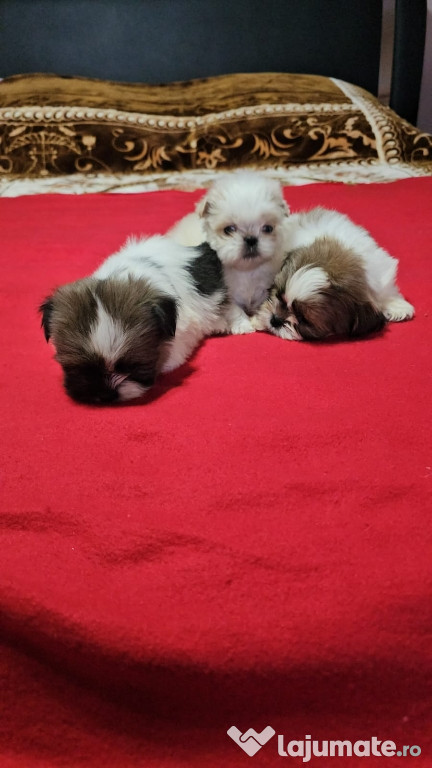 Shih-tzu talie mica