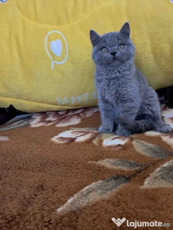 British shorthair băieței și fetițe