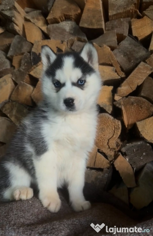 Femela Husky Siberian