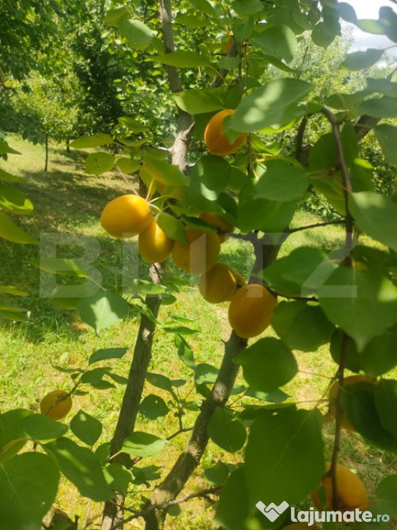 Teren intravilan cu livada, 8600 mp, Patrauti