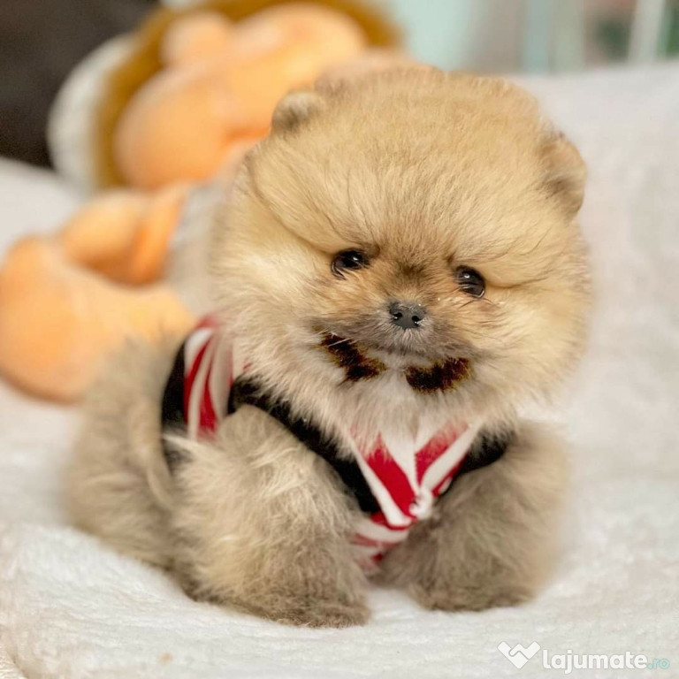 Poze reale Pomeranian Micro toy