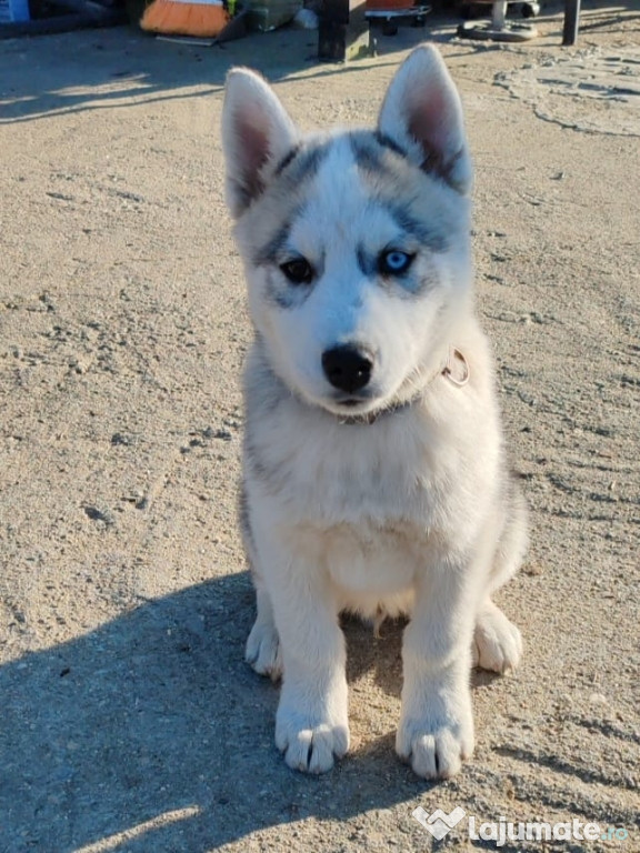 Cățel Husky siberian