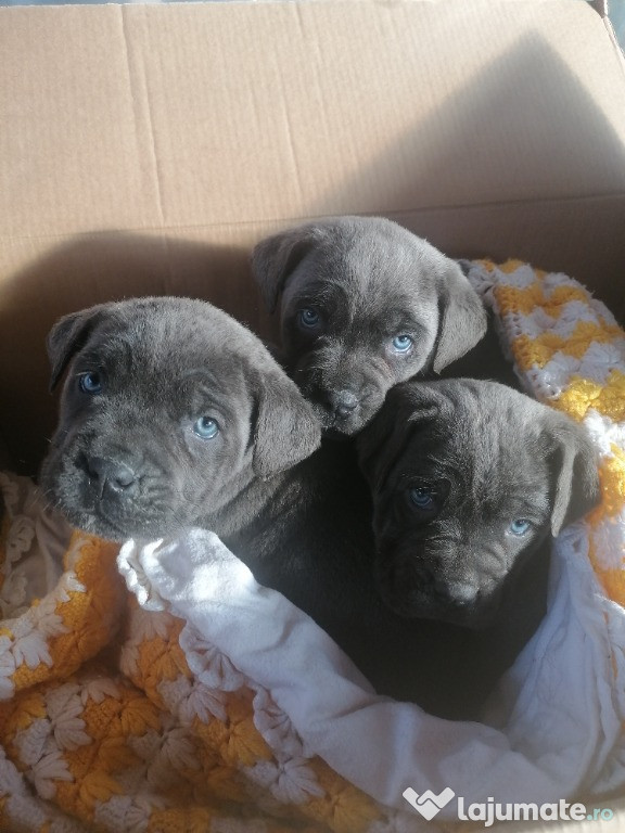 Cane Corso 7 săptămâni