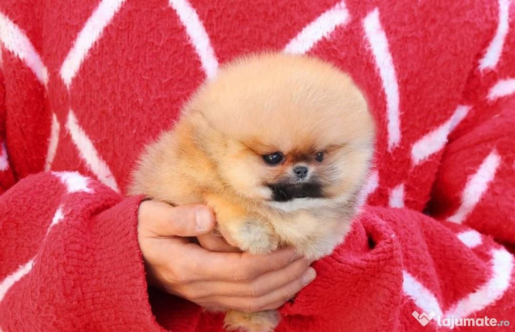 Pomeranian portocaliu mini boo