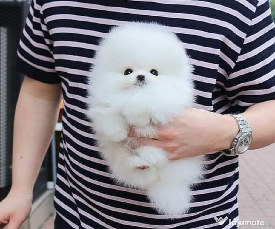 Pomeranian Mini Boo