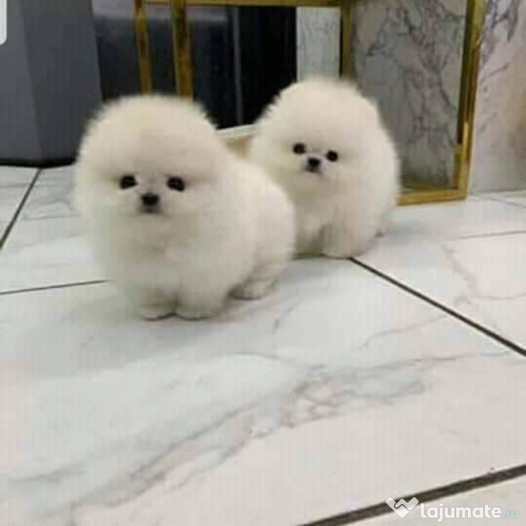 Pomeranian Mini teeacup Boo ursuleț! Cadoul asigur transport