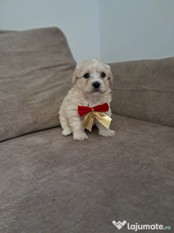 Maltipoo băieței și fetițe