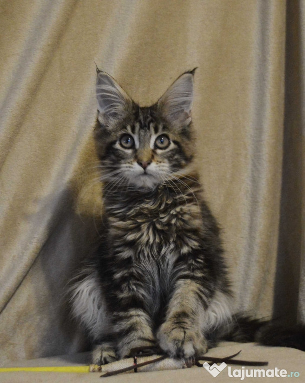 Maine coon băieței și fetițe