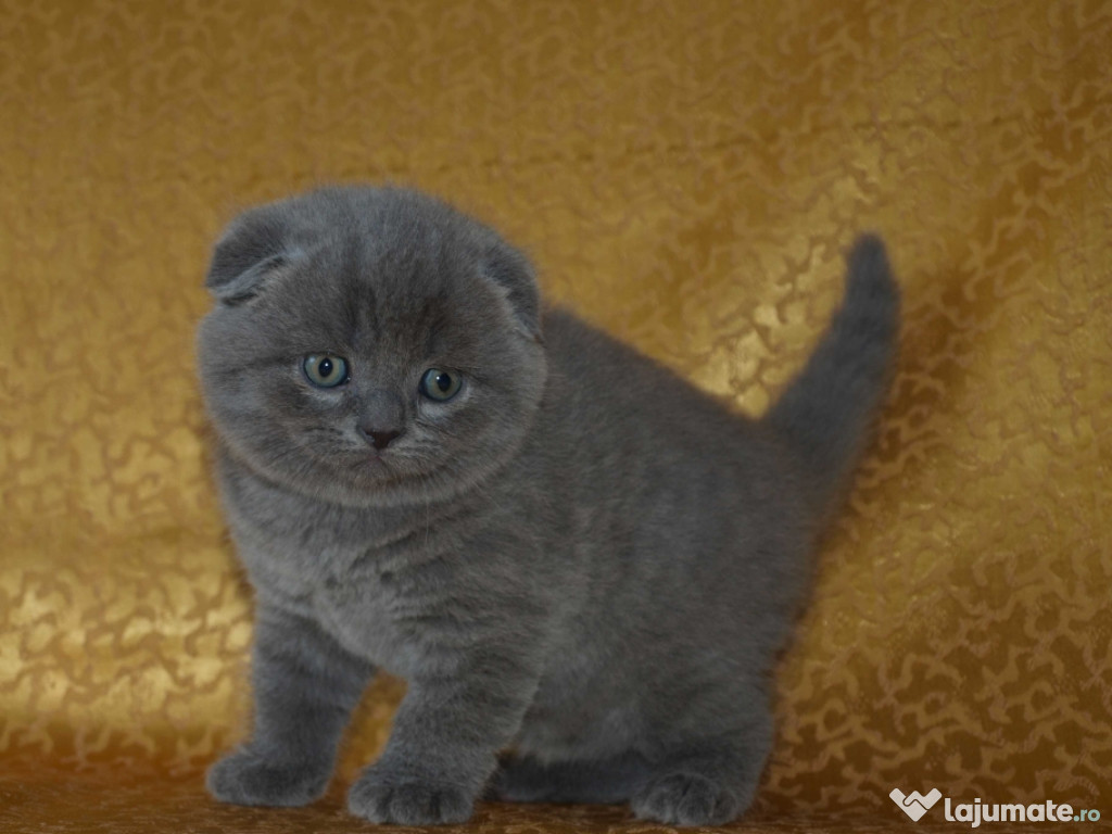 Scottish fold băieței și fetițe