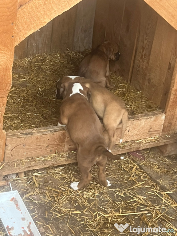 Cățeluși rasa pură boxer