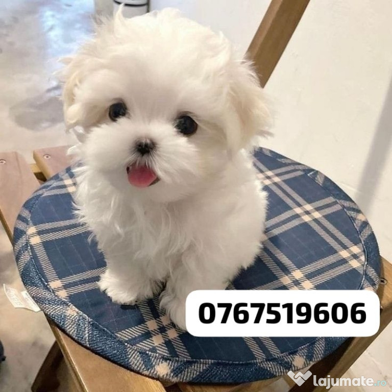 Bichon maltez mini toy