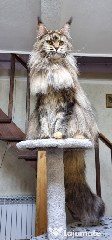 Maine coon superb