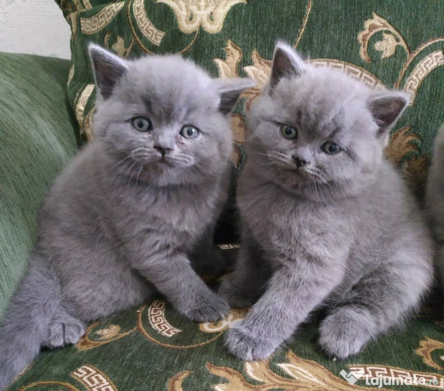 British shorthair pui superbi