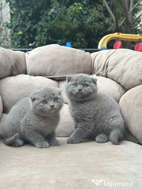 Scottish fold băieței și fetițe