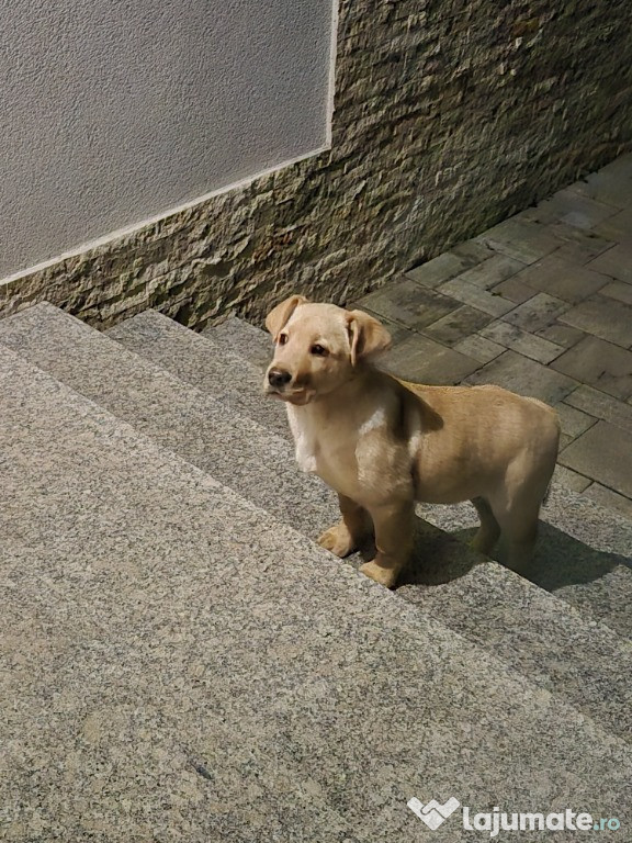 LABRADOR FETITA 3 LUNI