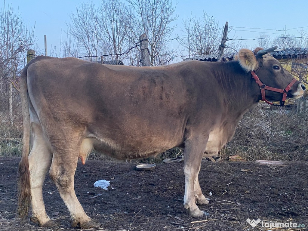 Vând vaca gestantă în 3 luni