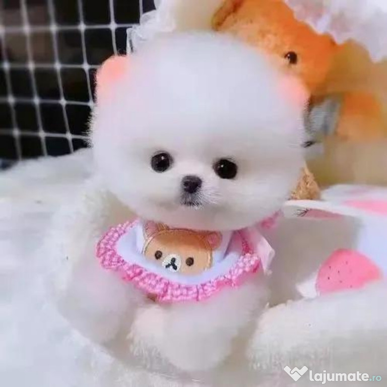 Pomeranian BOO teeacup Ursuleț!