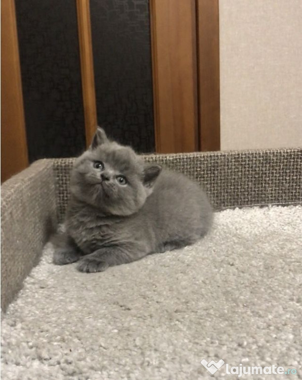 British shorthair blue