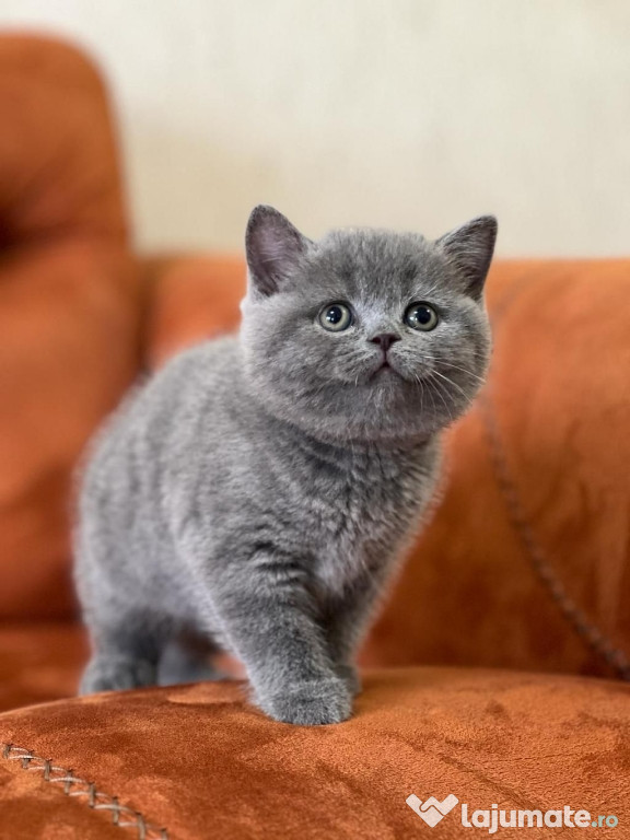 British shorthair blue