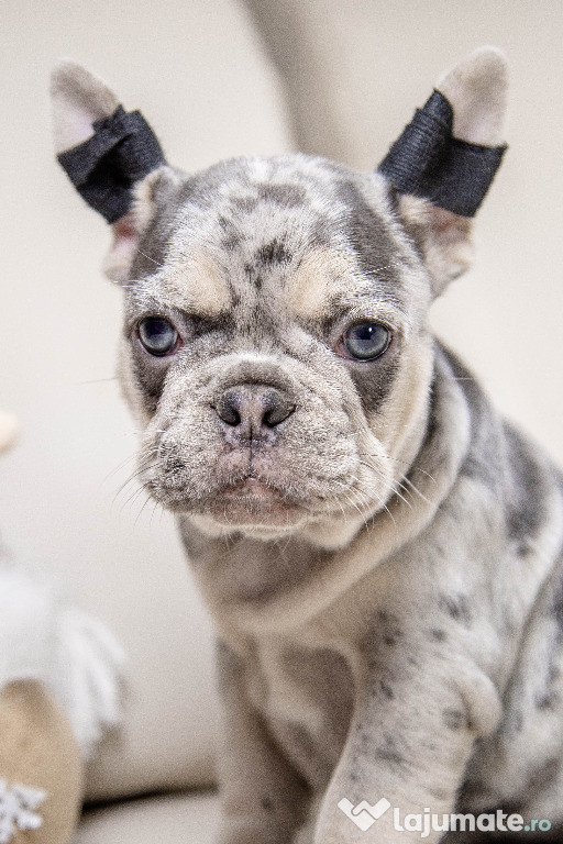 Bulldog Francez - blue merle cu ochii albastri - Transport in tara